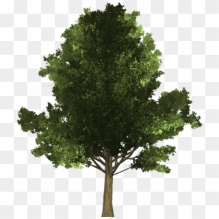 Maple Tree - Arvore Pinheiro Png, Transparent Png