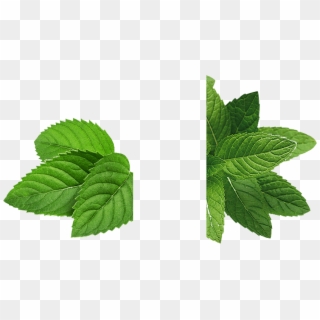 Mint Leaves - Mint Leaf Png Transparent, Png Download