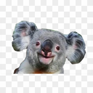 Koala Png - Koala Transparent Png, Png Download