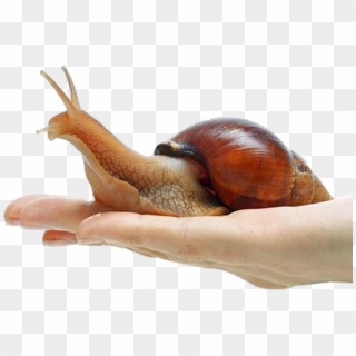 Snail Png Free Download - Giant African Snail Hand, Transparent Png