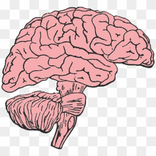 Brain, Mind, Think, Idea, Human, Medicine, Anatomy - Brain Clip Art, HD Png Download