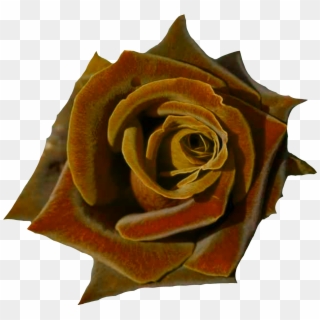 Deep Red Rose, HD Png Download