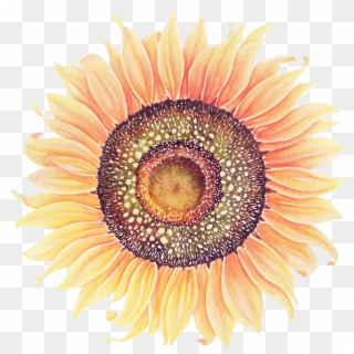 Sunflowers Png Watercolor - Sunflowers Watercolor Png, Transparent Png