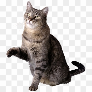 Cat With Paw Raised, HD Png Download