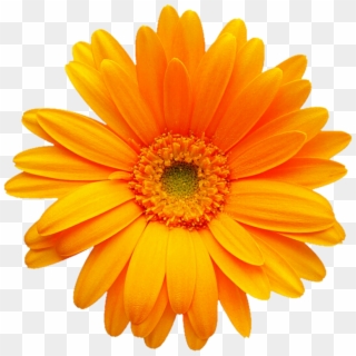 Go To Image - Orange Yellow Gerbera Daisies, HD Png Download