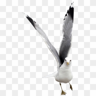 Vacation, Seagull Free, Nature Bird Water, Animal - European Herring Gull, HD Png Download