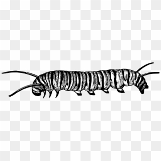 Caterpillar Clipart Black And White - Caterpillar Black And White Clipart, HD Png Download