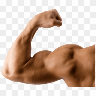Free Png Muscle Png Images Transparent - Muscle Arm Png, Png Download