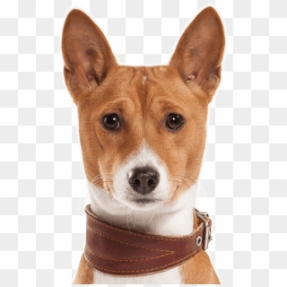 Basenji Puppies Dogs Search - Basenji Dogs For Sale, HD Png Download