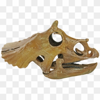 Triceratops Prorsus Juvenile - Skull, HD Png Download