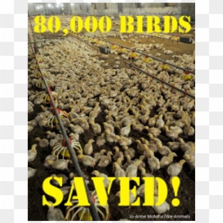 Intensive Chicken Farming, HD Png Download