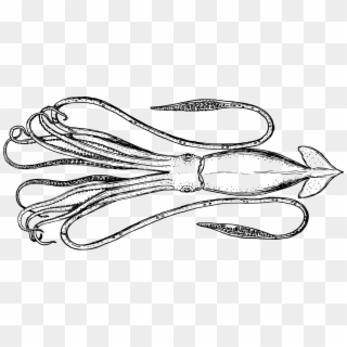 Squid Cephalopod Metasepia Pfefferi Octopus Cuttlefishes - Cooked Squid Clipart Black And White, HD Png Download