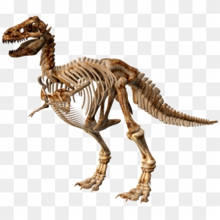 T Rex Dinosaur Skeleton - Dinosaur Skeleton Png, Transparent Png
