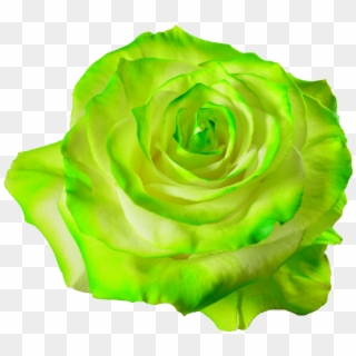 1417 X 1417 16 - Green Rose Transparent, HD Png Download