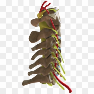 Cervical Spine Lateral View - Chili Pepper, HD Png Download
