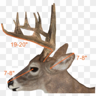 Antlers Side View - Buck Deer Side View, HD Png Download