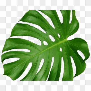 Tropics Clipart Tropical Foliage - Swiss Cheese Plant Leaf, HD Png Download