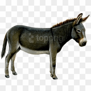 Free Png Download Donkey Png Images Background Png - Donkey No Background, Transparent Png