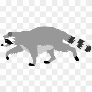 Raccoon Clipart - Draw A Raccoon, HD Png Download
