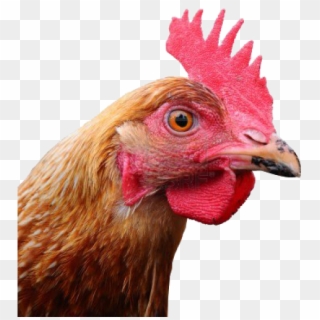 Chicken Head Png Free Download - Chicken Head Png, Transparent Png