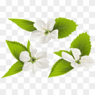 Free Png Download Spring Tree Flowers Png Images Background - Jasmine Flower Clipart Png, Transparent Png