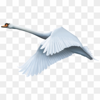 Animals Png Images - Swan Png, Transparent Png