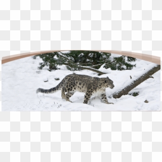 More Attrection - Snow Leopard In Central Asia, HD Png Download