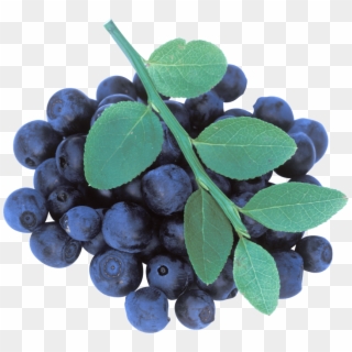 Blueberries Png - Blueberries Tree Png, Transparent Png