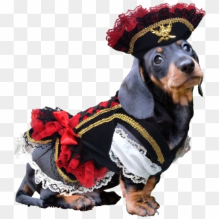 Swashbuckler Pirate Dog Costume - Pirate Dog Costume, HD Png Download