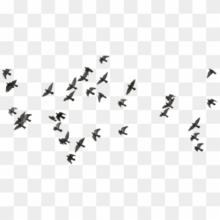Birds Download Transparent Png Image - Birds Flying Vector Png, Png Download