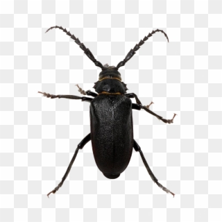 Black Beetle Png Pic - Longhorn Beetle, Transparent Png