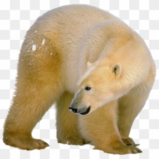 Polar Bear, HD Png Download