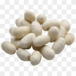 Free Png Download Silkworm Cocoons Png Images Background - Baco Da Seta Cinesi Wikipedia, Transparent Png