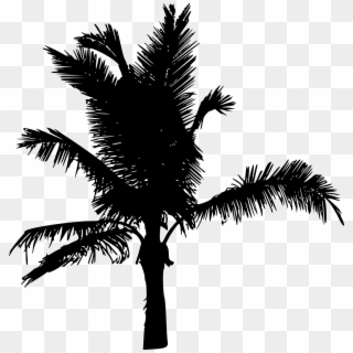 20 Palm Tree Silhouette Vol - Roystonea, HD Png Download