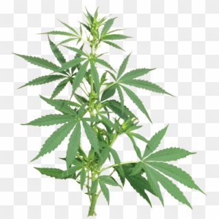 Grow Shop 24h - Cannabis Png, Transparent Png