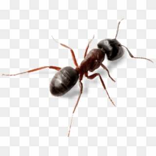 Download Ant Top View Png Images Background - Carpenter Ants Vs Acrobat Ants, Transparent Png