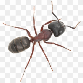 An Ant - Carpenter Ant, HD Png Download