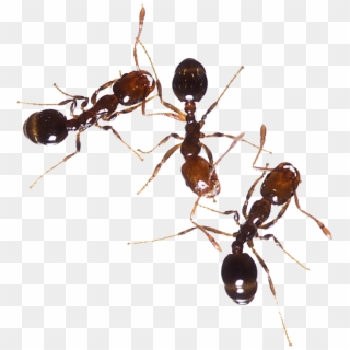 Ants - Venomous Ants In Texas, HD Png Download