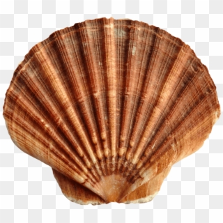 Sea Shell Png, Transparent Png