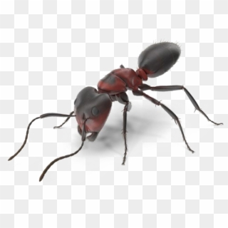 Ant Download Transparent Png Image - Tiger Beetle, Png Download