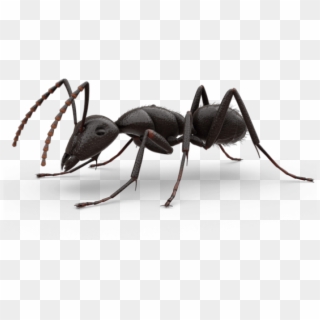 Bullet Ant Png, Transparent Png