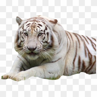 White Tiger - Ligaw At Endangered Animals, HD Png Download