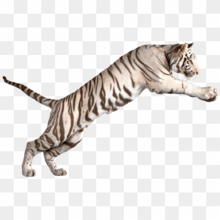 Jumping White Tiger - White Tiger Transparent Background, HD Png Download