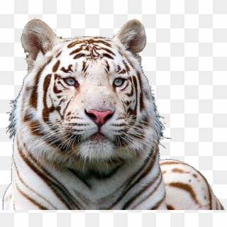 White Tiger Clipart Transparent Background - White Tiger Face Png, Png Download