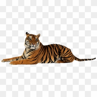 Тигр Png - Tiger Png Transparent, Png Download