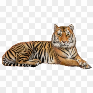Hd Tiger Png Pic Source - Tiger With Transparent Background, Png Download