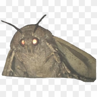 Get In Quick Before It Dies - Moth Memes, HD Png Download