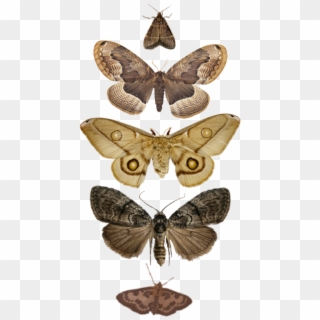 Moth Moths Png Pngs Wings Bugs Tumblrpng Tumblr Tumblrp - Moth Png, Transparent Png