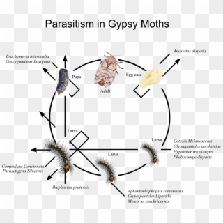 Parasitism In Gypsy Moths - Moth Before It's A Moth, HD Png Download