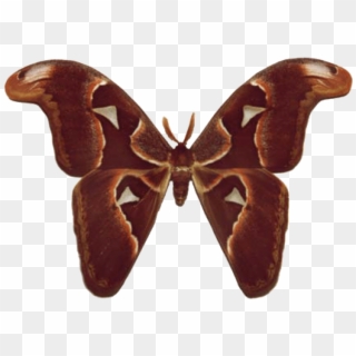Atlas Moth - Moth Butterfly Identification, HD Png Download